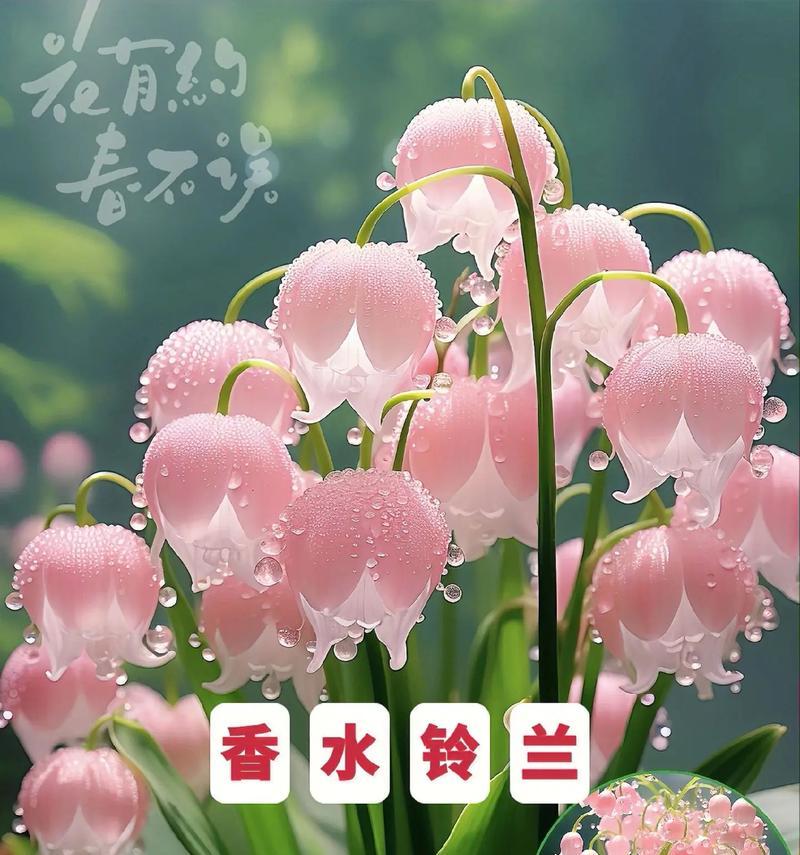 小铃兰花语和寓意有何深意？它传递了什么信息？