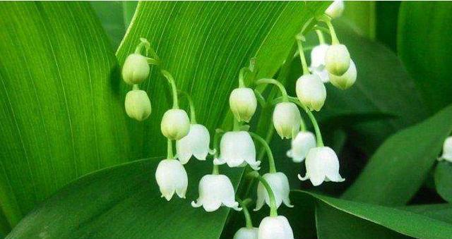 小铃兰花语和寓意有何深意？它传递了什么信息？