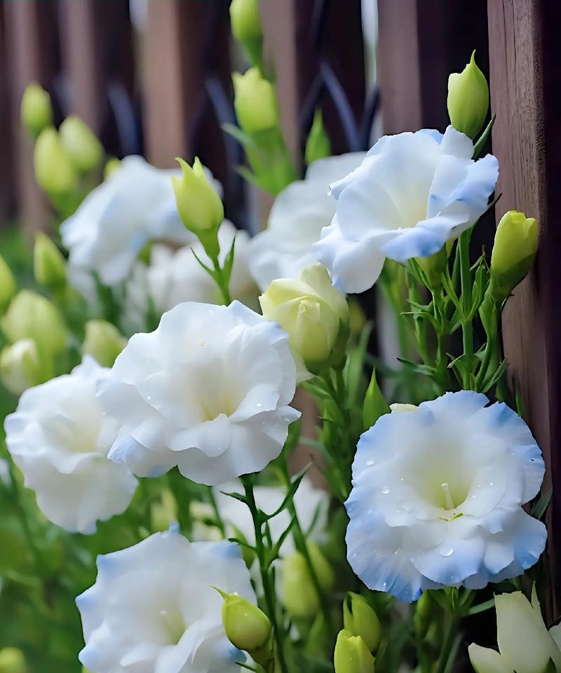 花语飘香的正确读音是什么？如何正确表达花语？