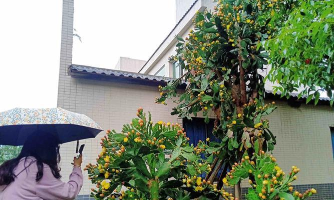 大株黄花仙人掌有毒吗怎么养？如何安全养护大株黄花仙人掌？