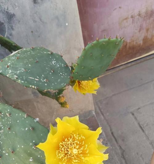 大株黄花仙人掌有毒吗怎么养？如何安全养护大株黄花仙人掌？