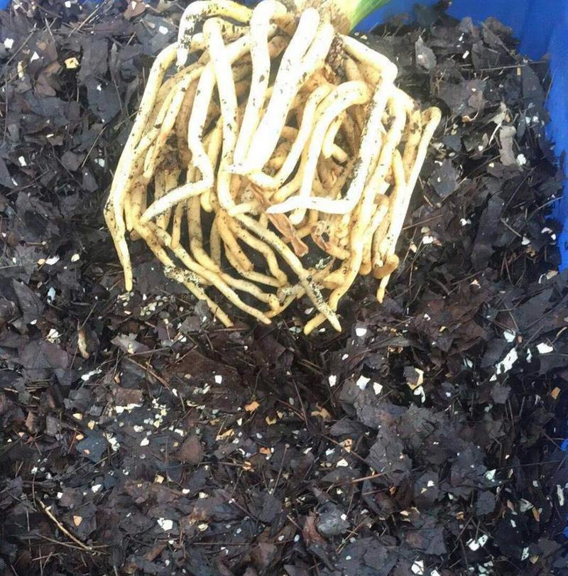 君子兰侧芽的特征是什么？如何辨认君子兰的侧芽？