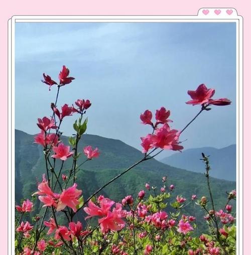 重现杜鹃花的花语有何深意？