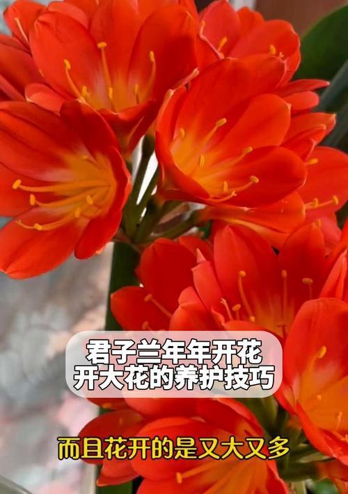 君子兰开花了怎么养护？开花期的特别护理是什么？