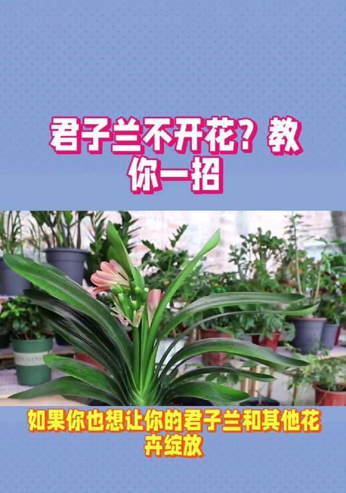 君子兰开花了怎么养护？开花期的特别护理是什么？