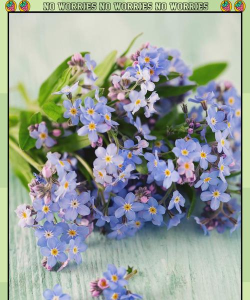 什么花都花语是开心的意思？哪种花代表快乐与愉悦？