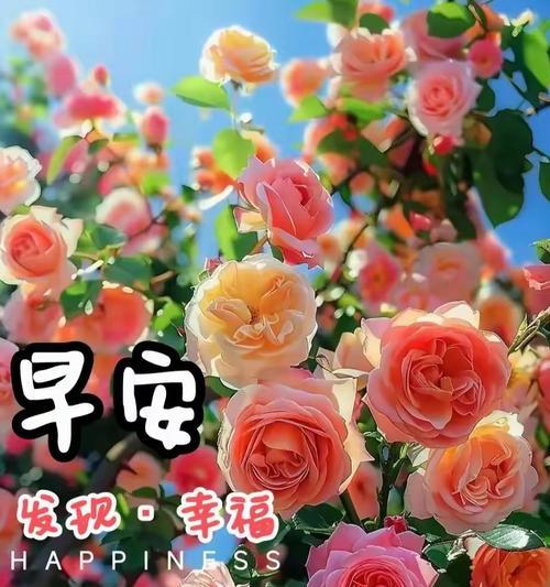 什么花都花语是开心的意思？哪种花代表快乐与愉悦？
