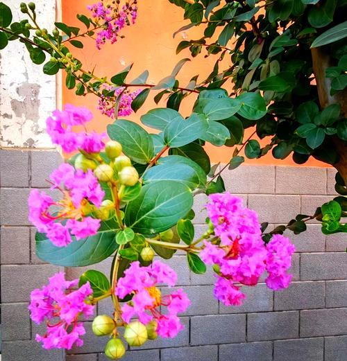 什么花都花语是开心的意思？哪种花代表快乐与愉悦？