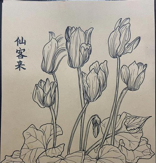 仙客来花语寓意背后的含义是什么？