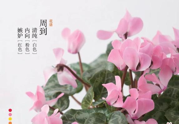 仙客来花语寓意背后的含义是什么？
