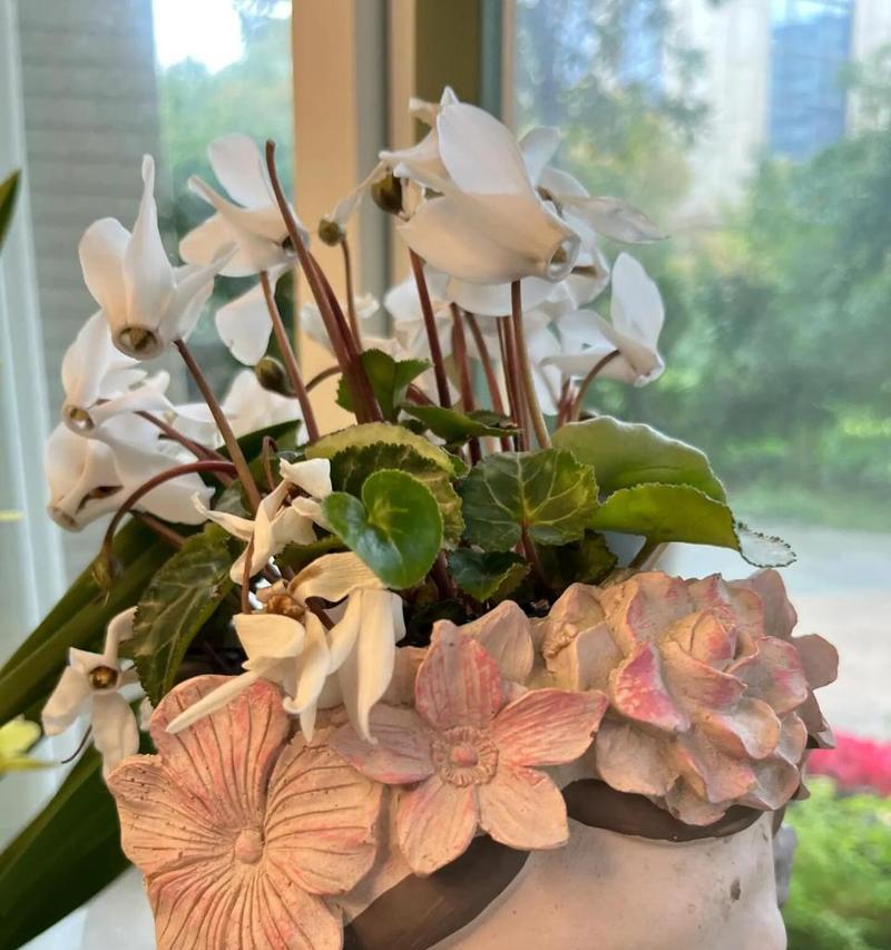 仙客来花语寓意背后的含义是什么？