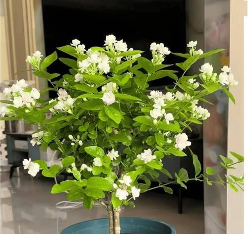 牡丹花换盆时应使用哪种土壤？