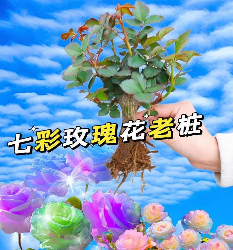新收玫瑰花的栽种技巧有哪些？