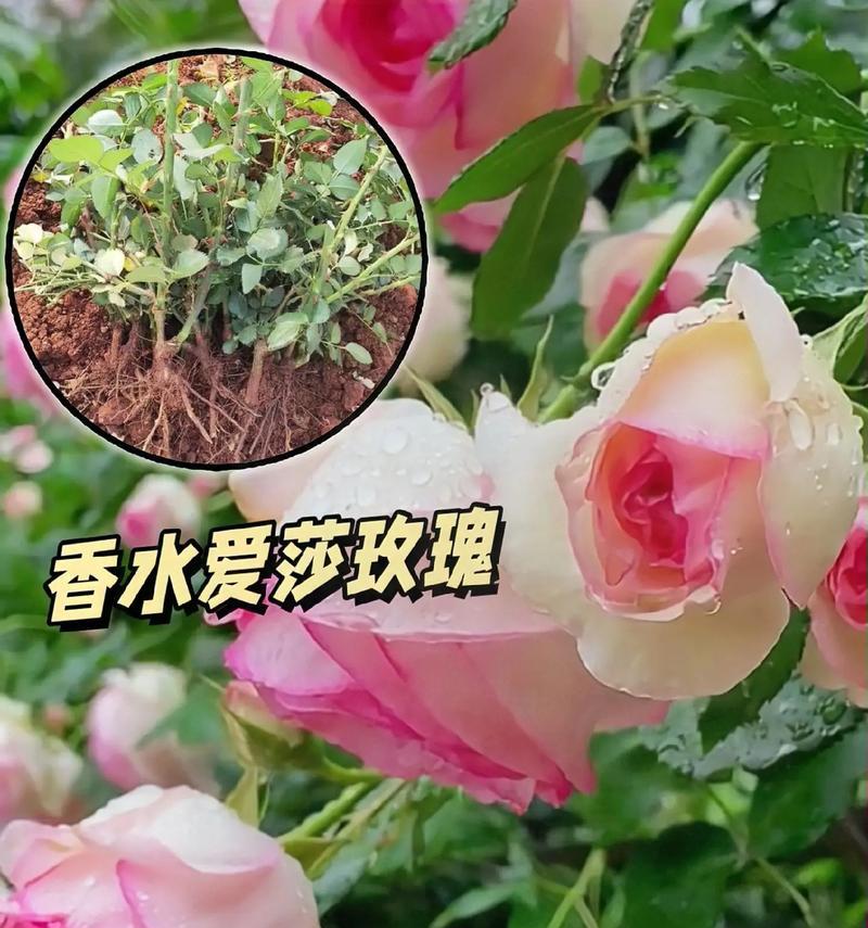 新收玫瑰花的栽种技巧有哪些？