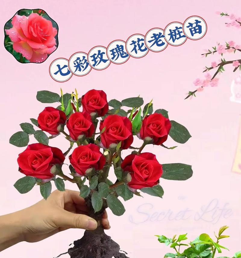 新收玫瑰花的栽种技巧有哪些？
