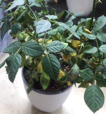 如何正确打叶子玫瑰花？常见问题有哪些？