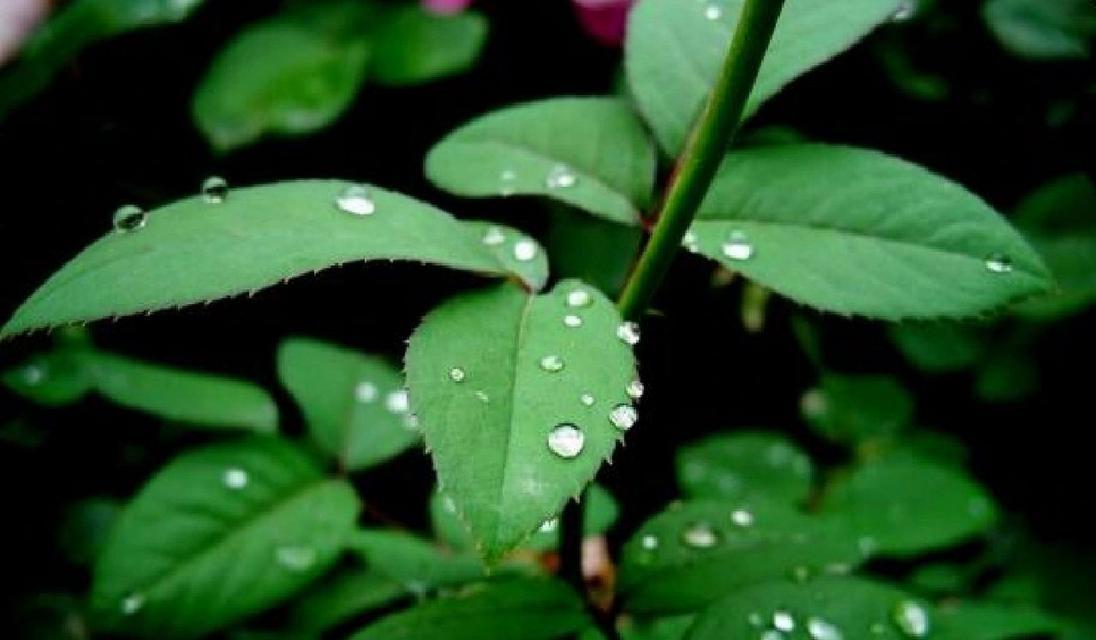 如何正确打叶子玫瑰花？常见问题有哪些？