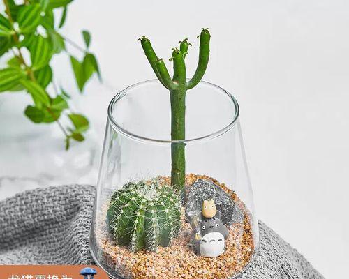 儿童养仙人球的好处与正确养护方法是什么？