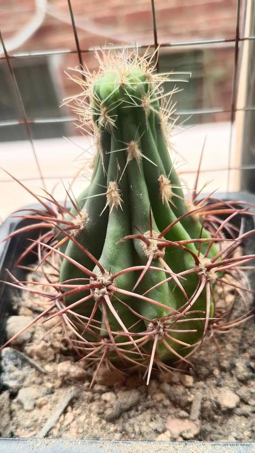 儿童养仙人球的好处与正确养护方法是什么？