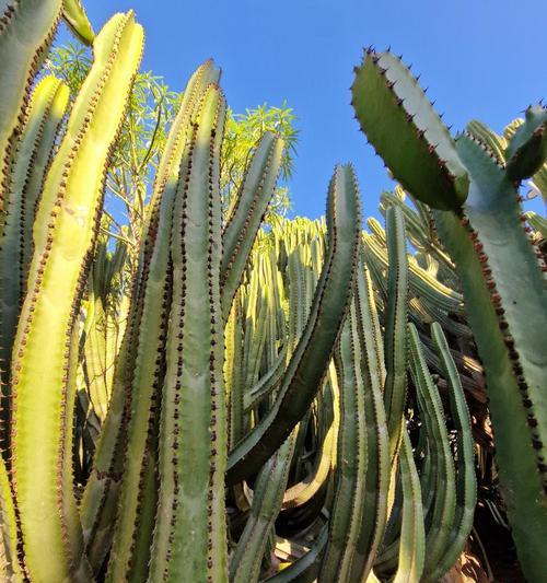 大仙人掌植物开花需要哪些条件？养护方法是什么？