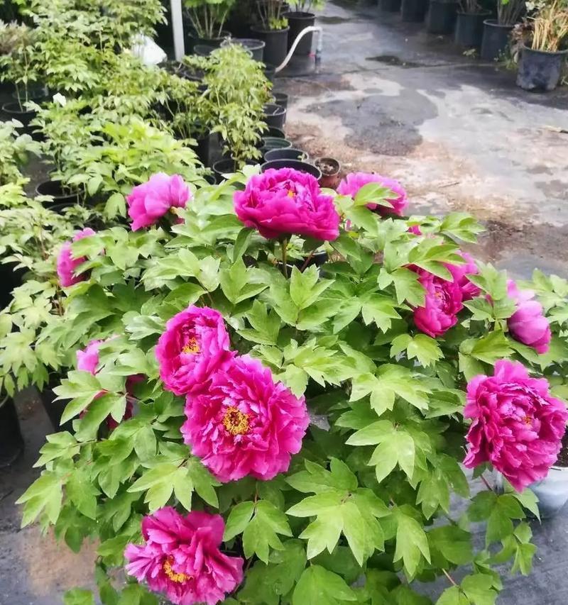 红沙条牡丹花的养护和管理技巧是什么？如何保持其美丽？