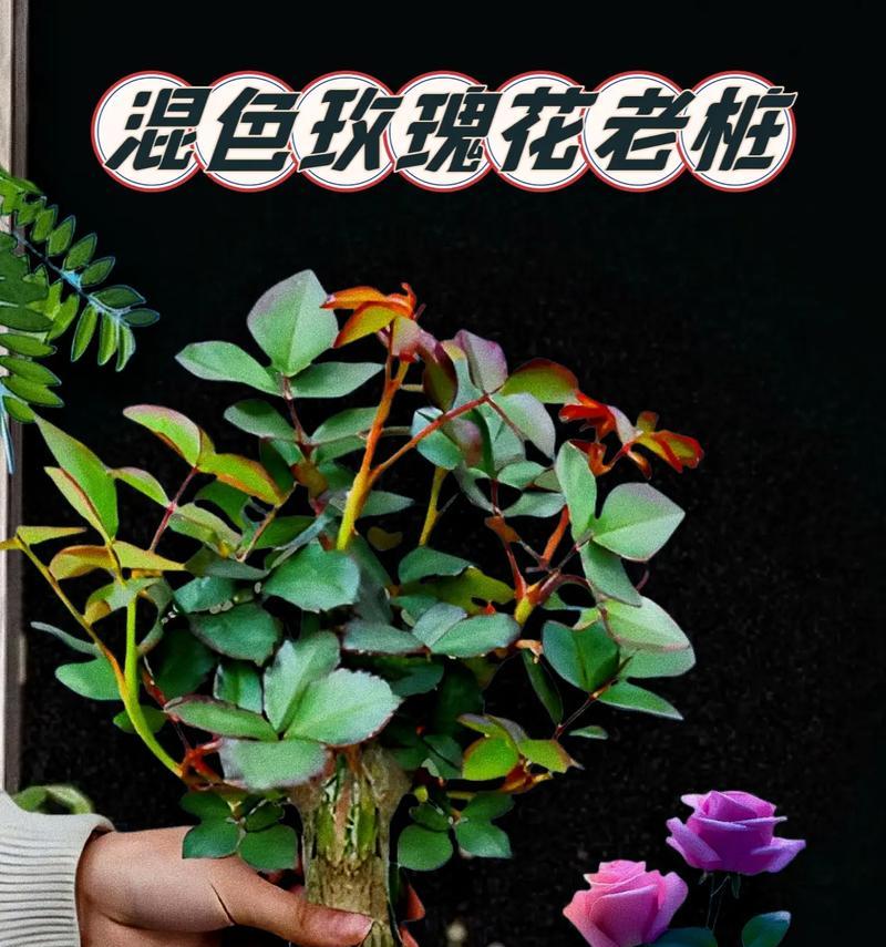 如何研磨玫瑰花以促进快速开花？