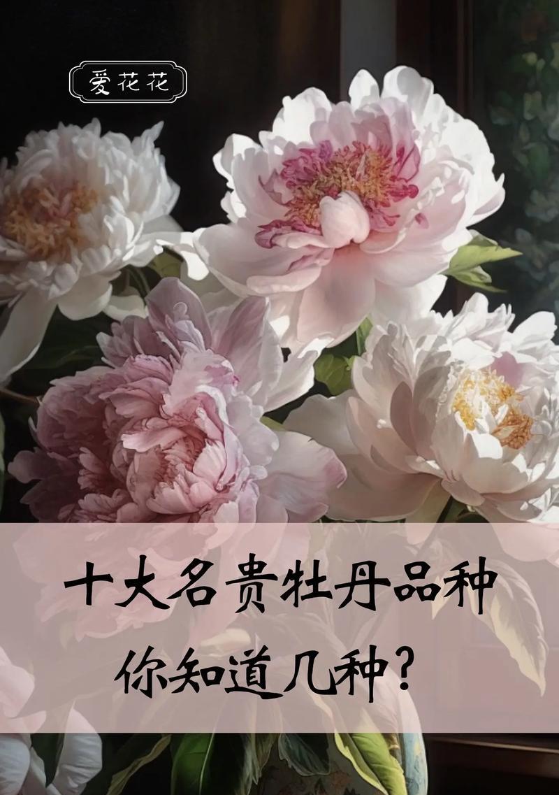 菏泽牡丹花哪种品种最美丽？如何挑选好看的牡丹花品种？