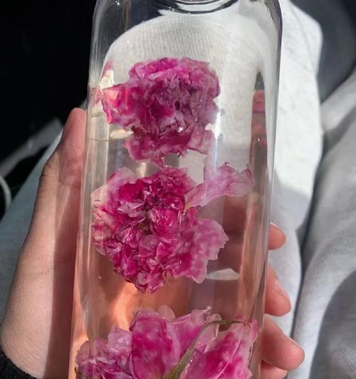 室内养玫瑰花最适宜的温度是多少？如何控制室内温度？