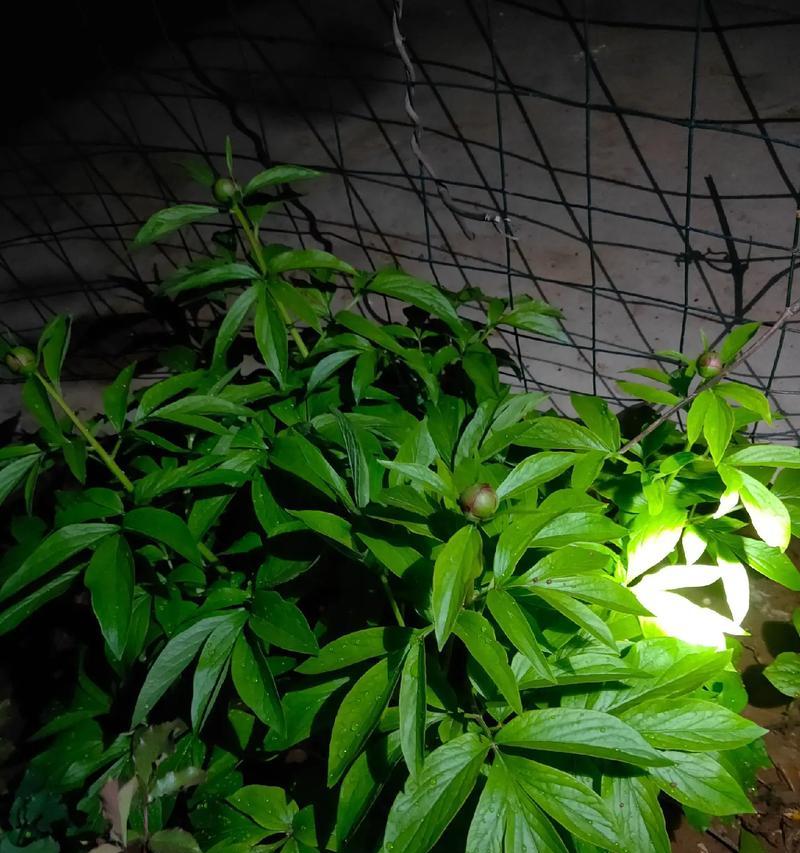 室内养玫瑰花最适宜的温度是多少？如何控制室内温度？