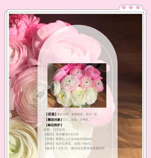 数字19的花语代表了什么？它有何特别意义？