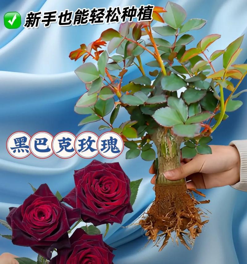 黑玫瑰的花语和寓意是什么？