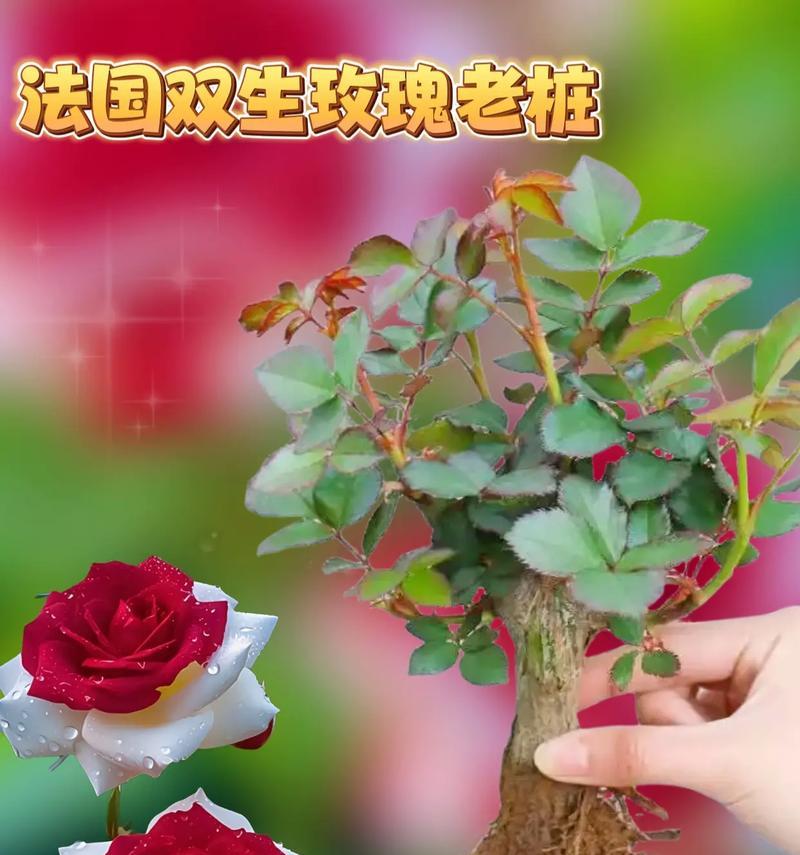 不凋谢的玫瑰的花语是什么？这种玫瑰代表什么？