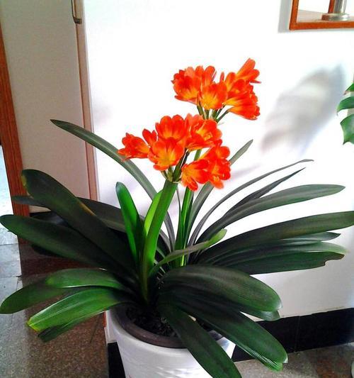 君子兰不朝阳能否开花？原因是什么？