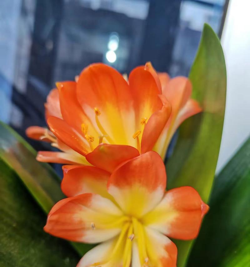 君子兰不朝阳能否开花？原因是什么？