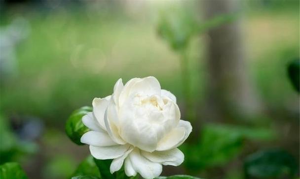 茉莉友情花语是什么？茉莉代表了什么友情？