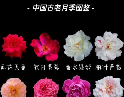 香水小菊的花语有哪些含义？香水小菊代表什么？
