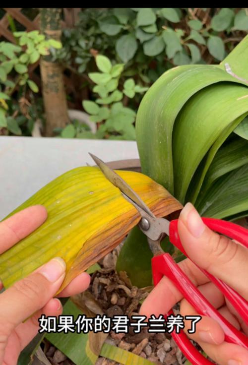 如何促进君子兰不开花的情况？