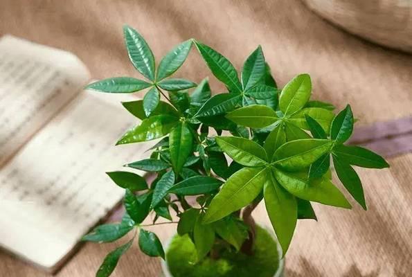 六盆水梨的花语是什么？这种植物的寓意有何不同？