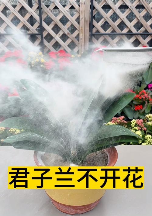 君子兰品种选择有哪些技巧？