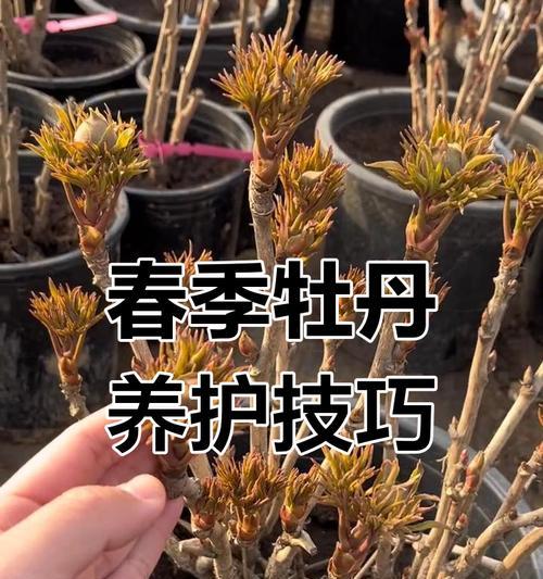 牡丹花长八寸如何促进开花？有哪些养护技巧？