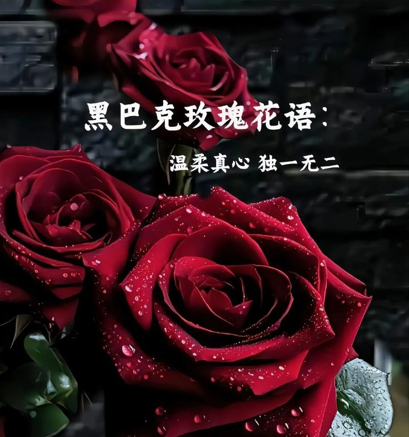 苏醒的玫瑰象征着怎样的情感？
