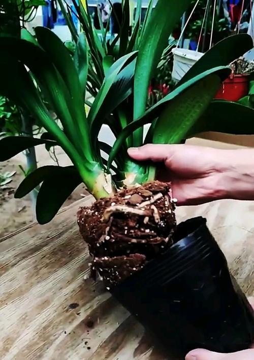 水培君子兰的养护方法有哪些？