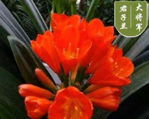 水培君子兰的养护方法有哪些？