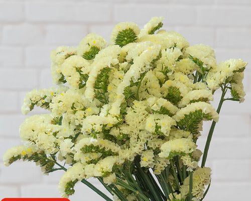 黄色勿忘我的花语代表什么？