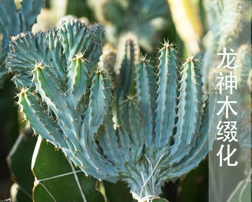 选择仙人球盆栽时应注意什么？如何挑选合适的品种？