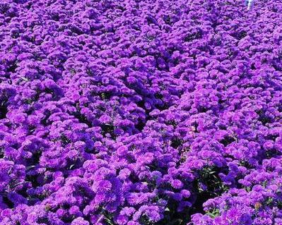 翠菊花不同颜色的花语分别是什么？