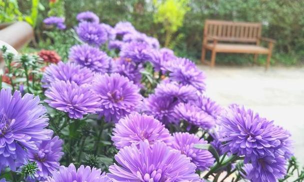 翠菊花不同颜色的花语分别是什么？