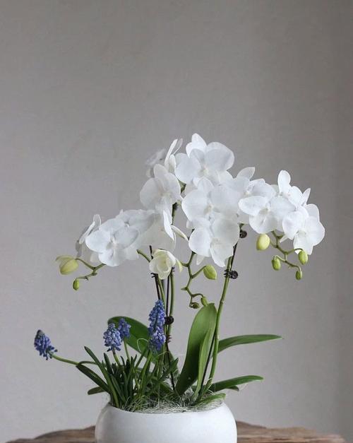 绿植的花语有何特别含义？