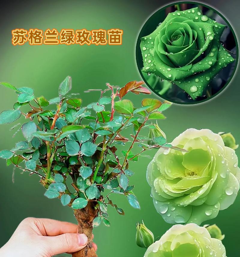 绿植的花语有何特别含义？