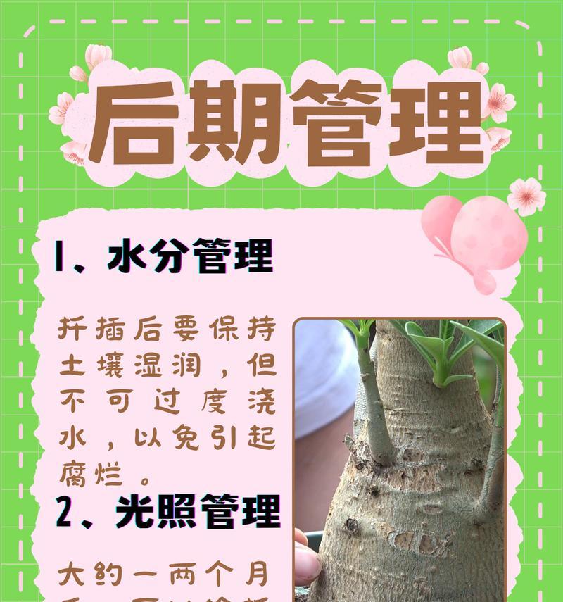 玫瑰花扦插后多久能生根？扦插成功的关键是什么？